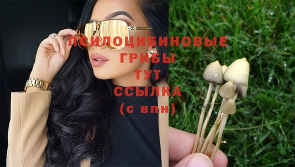 прущие грибы Магас