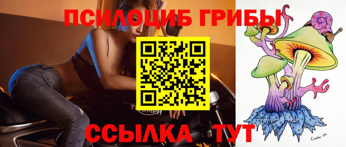 Псилоцибиновые грибы Psilocybe Губкин